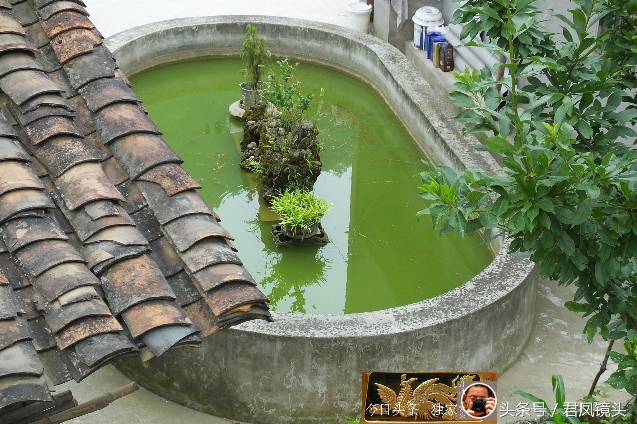 美丽乡村:农家庭院设置景观池!看看,里面有哪些