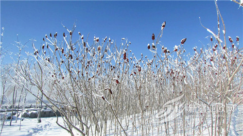 雾凇冰花将新源装扮成琉璃王国