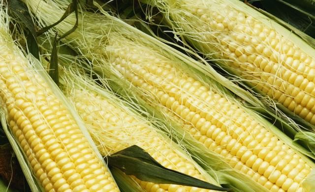 玉米今日价格山东省潍坊 t0142e16ba209e6a822.jpg?size=640x390