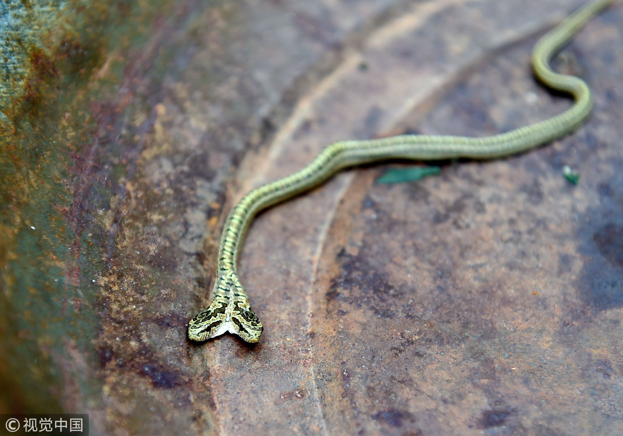 小蛇长约20厘米，大拇指一般粗细，青黄相间，最让人意外的是竟然有两个头。