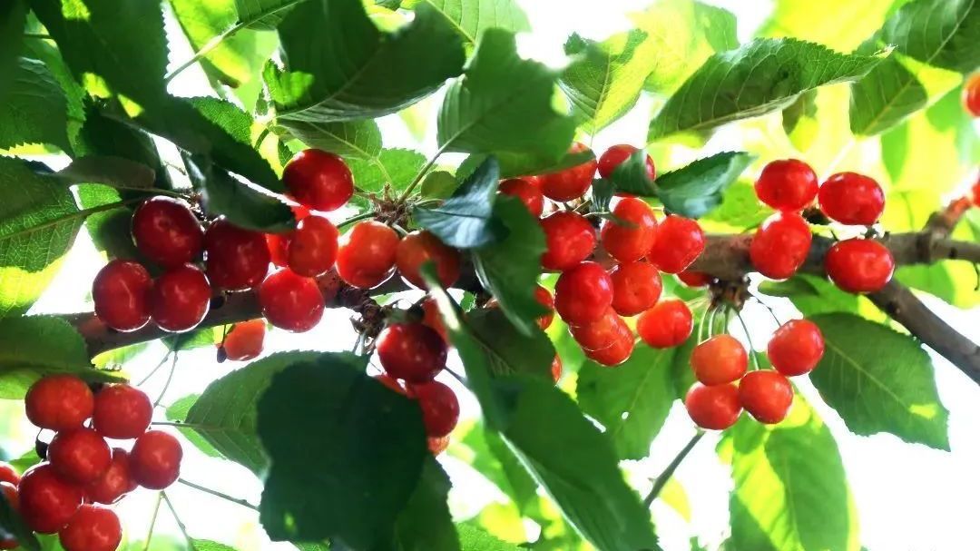 又大又甜的通州大樱桃熟啦！采摘季开启，还能露营、骑游、品家宴