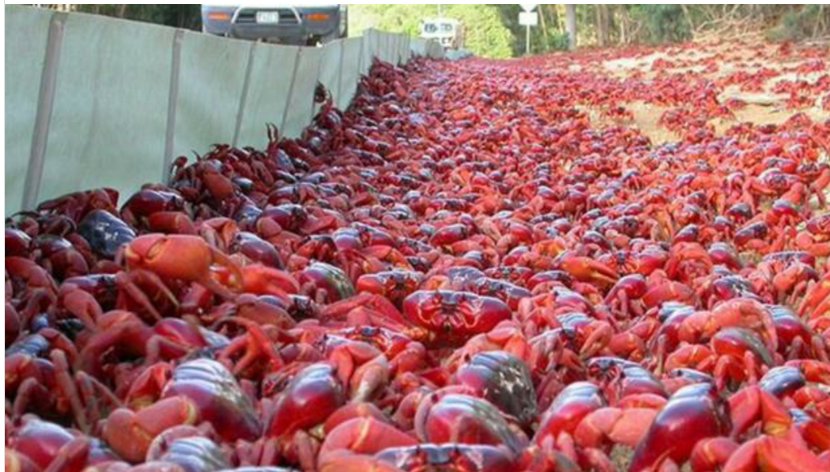 知道为什么都不想去澳大利亚旅游吗?看看这些