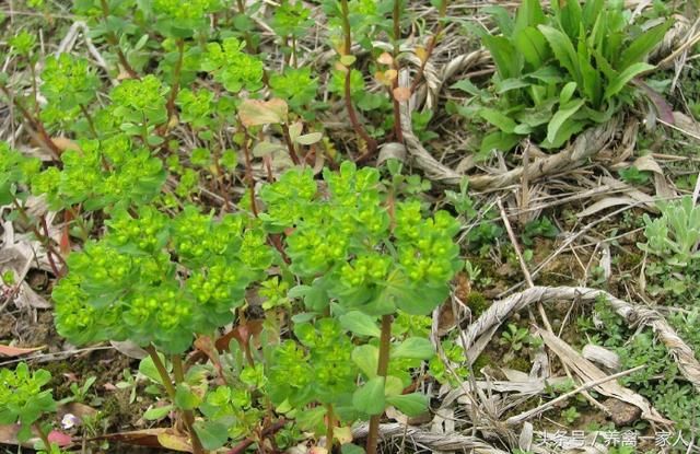 养鸡偏方:养鸡用泽漆,鸡病防治不用愁!