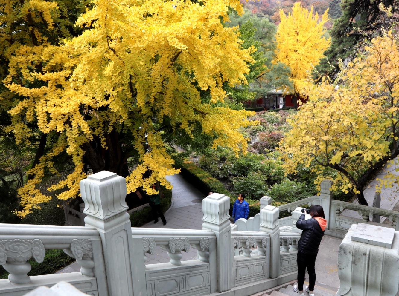 戒台寺银杏树图片