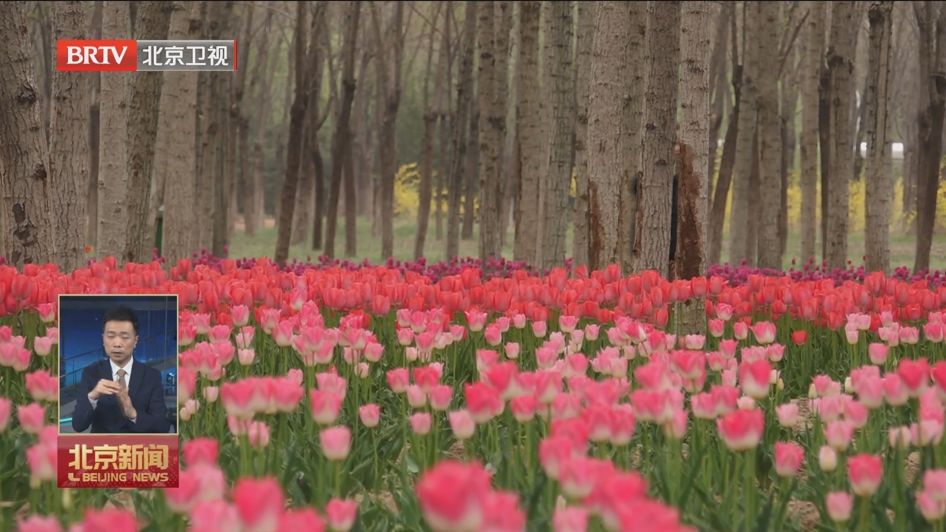 行走在春天里 | 永定河畔“郁”见千亩花海 赏花经济带动绿岗就业