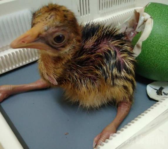 今年5月初,南京红山森林动物园的雌性食火鸡"京妹"产下三颗食火鸡蛋