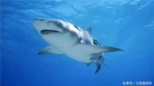 欠十几个网贷还不起怎么办 欠网贷20万三年没还