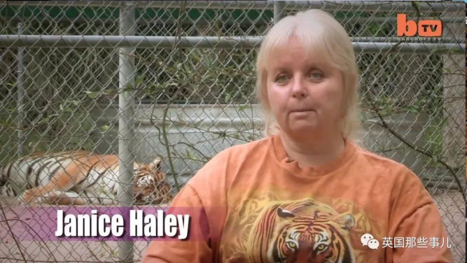 美国人当宠物养的老虎,数量居然是全球野生老