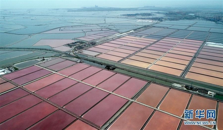 近日,天津长芦汉沽盐场开始秋季扒盐,鸟瞰阳光下一个个纵横排列的