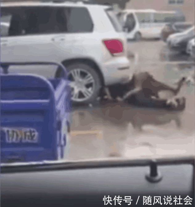 广东男司机遭遇碰瓷, 一气之下放出狼狗撕咬碰