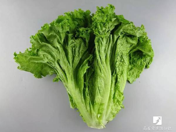 每100克生菜食用部分含水分高达94%-96%