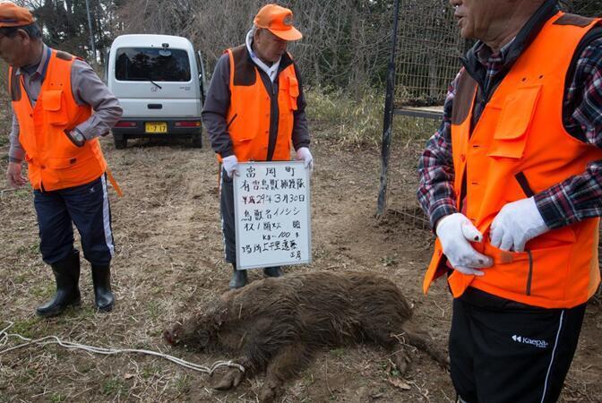 当地时间2017年3月30日,日本福岛,日本相关防控部门猎杀放射变异野猪