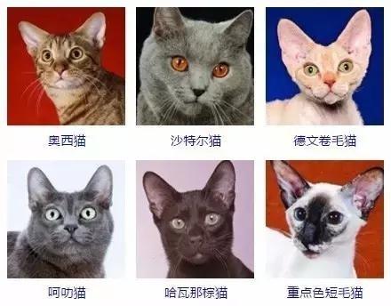 猫咪品种大全及图片 猫有什么品种?最全的猫咪品种图片_北京时间