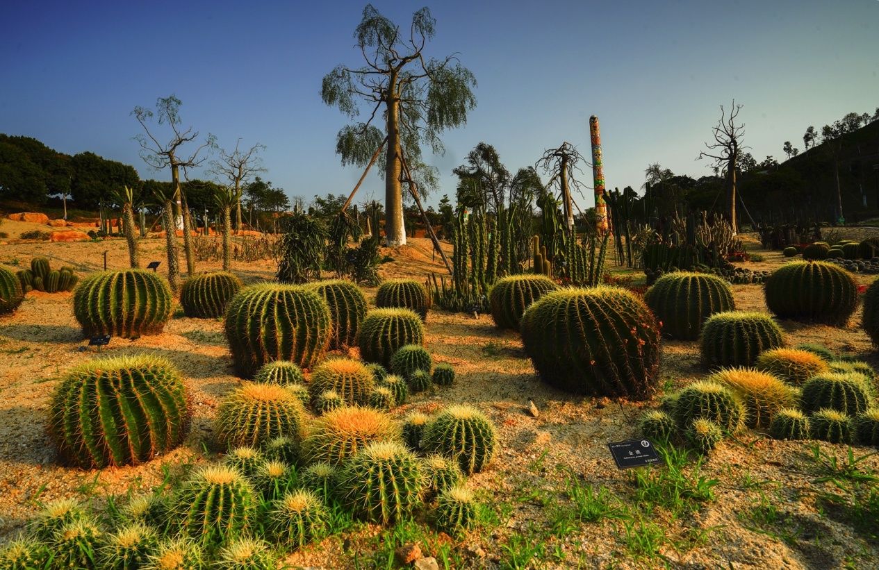 黑法师、玉蝶、见血封喉…东莞植物园的奇花