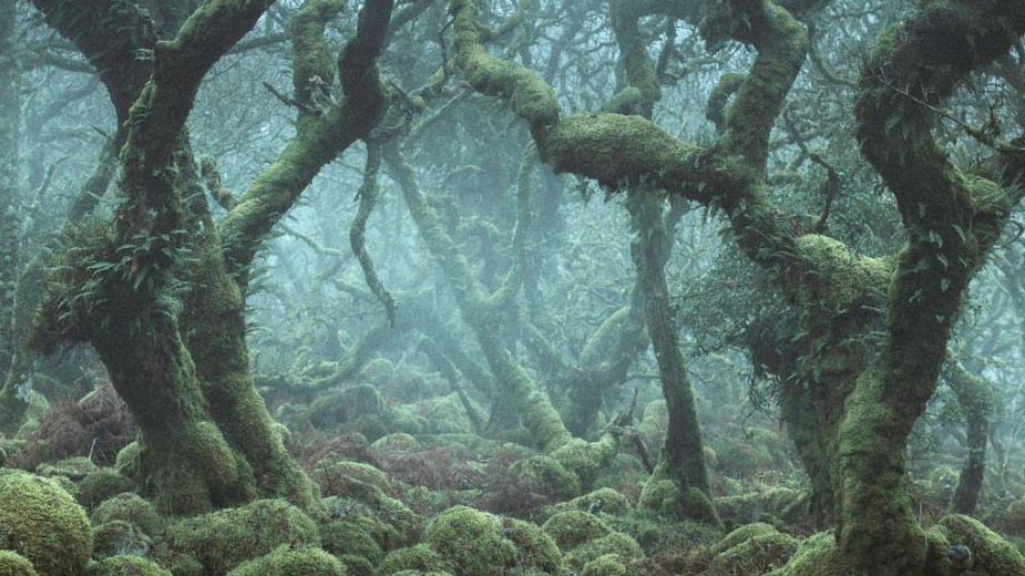 男子发现神秘森林 魔幻风格恍如走进《魔戒》中土大陆