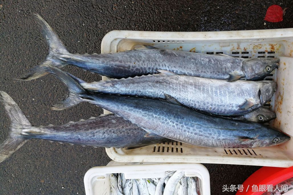 临近开渔 海鲜市场大鲳鱼、带鱼140元一斤 新