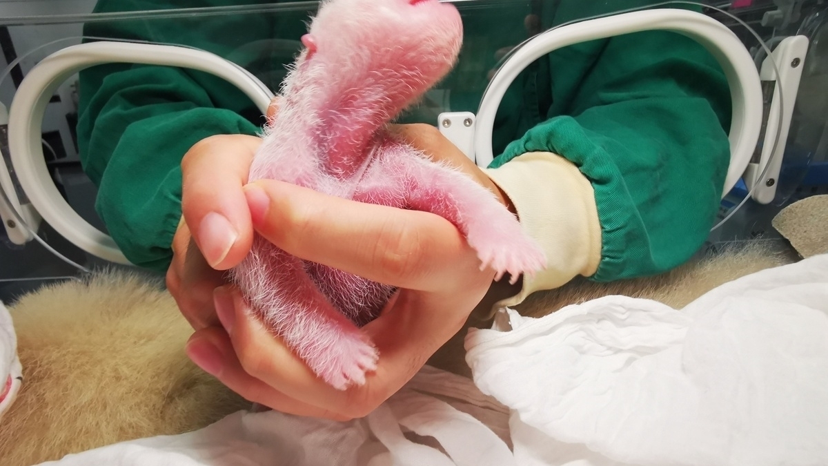 全球最重大熊猫宝宝诞生,体重是全球最小大熊猫幼仔的六倍多 全球最重大熊猫宝宝诞生,体重是全球最小大熊猫幼仔的六倍多