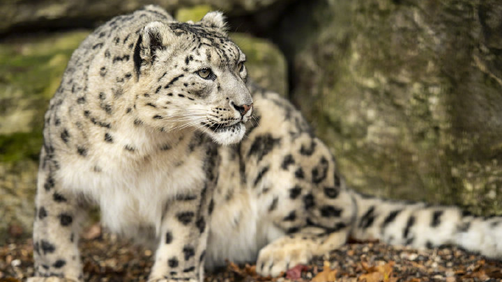 世界雪豹日 一起保护“雪山之王”