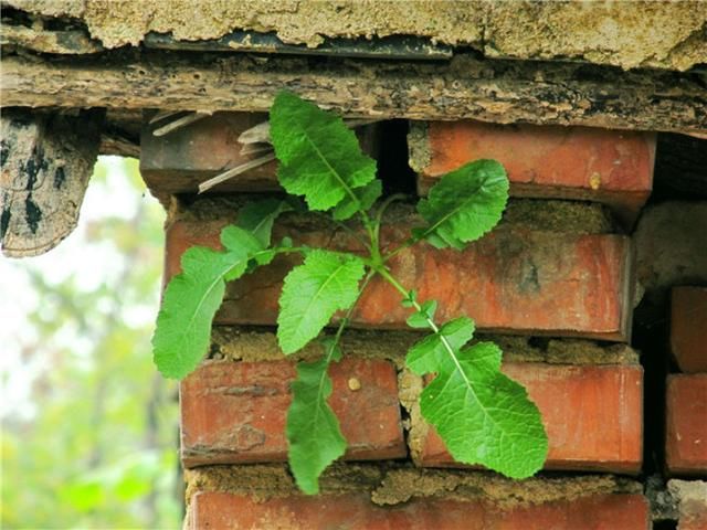 农村称这种多腿的虫子为蚰蜒钻到小孩耳朵里
