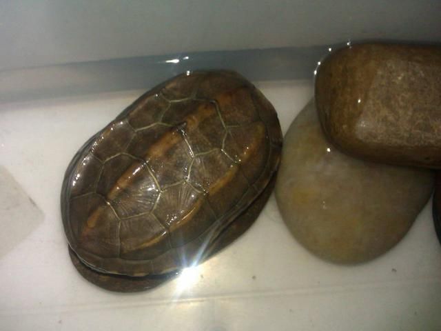 有网友问:为什么说女生不能养乌龟?