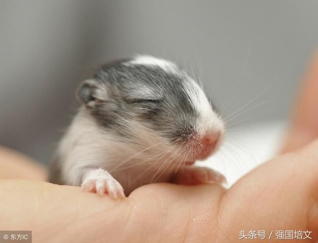 2018年生肖运势属鼠运程,鼠今年运势让你大开