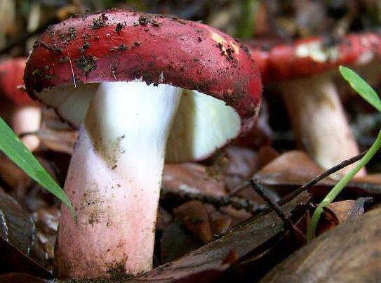 离农村老家近的,赶快准备回家捡这些原生态野生菌吧