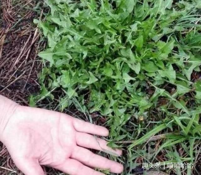 蒲公英别直接泡水喝!和它们一起泡,女人常喝