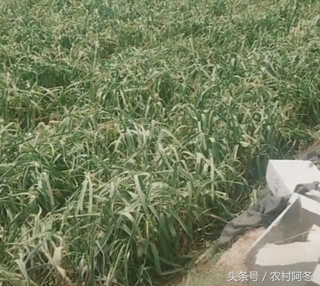 农民种植大蒜,价格低至0.5元一斤,采摘还不够