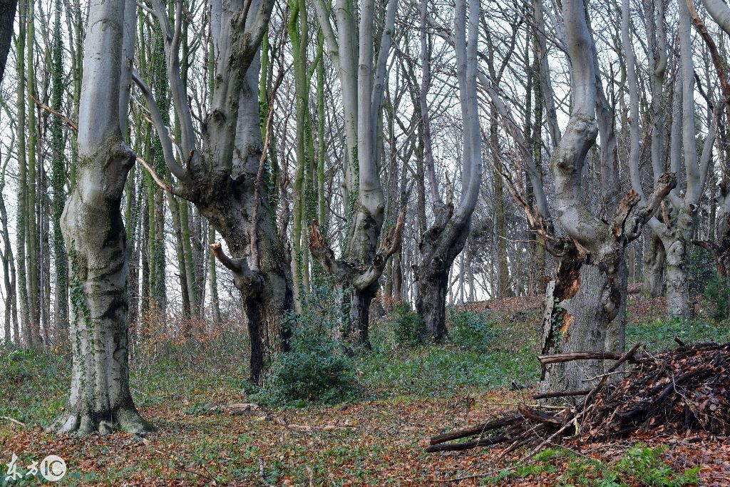 德国人把山毛榉修剪成这样,却为中国提供了可持续发展的样本!