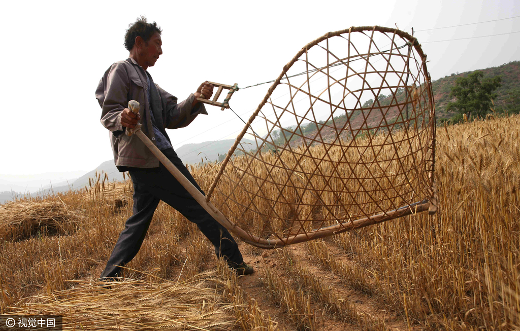 山西现割麦“神器” 八旬老人甩起来呼呼生风
