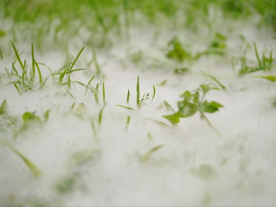 你讨厌的柳絮原来是一味中药,这么用能治三种