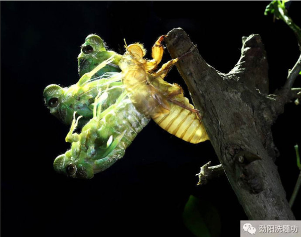 劲阳洗髓法--劲阳老师浅谈劲阳洗髓法!