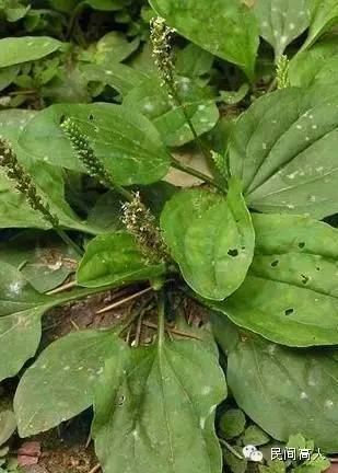 退烧神药,车前子草