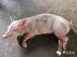 浅析猪瘟、猪链球菌病、猪弓形体病