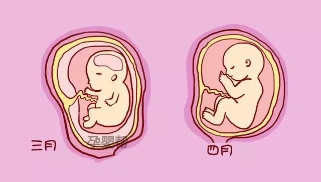 怀胎十月,宝宝成长发育及注意事项,准爸准妈收