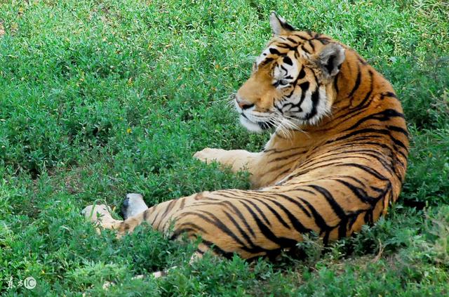 74年的属虎人,想知道你未来5年的运势吗?看完