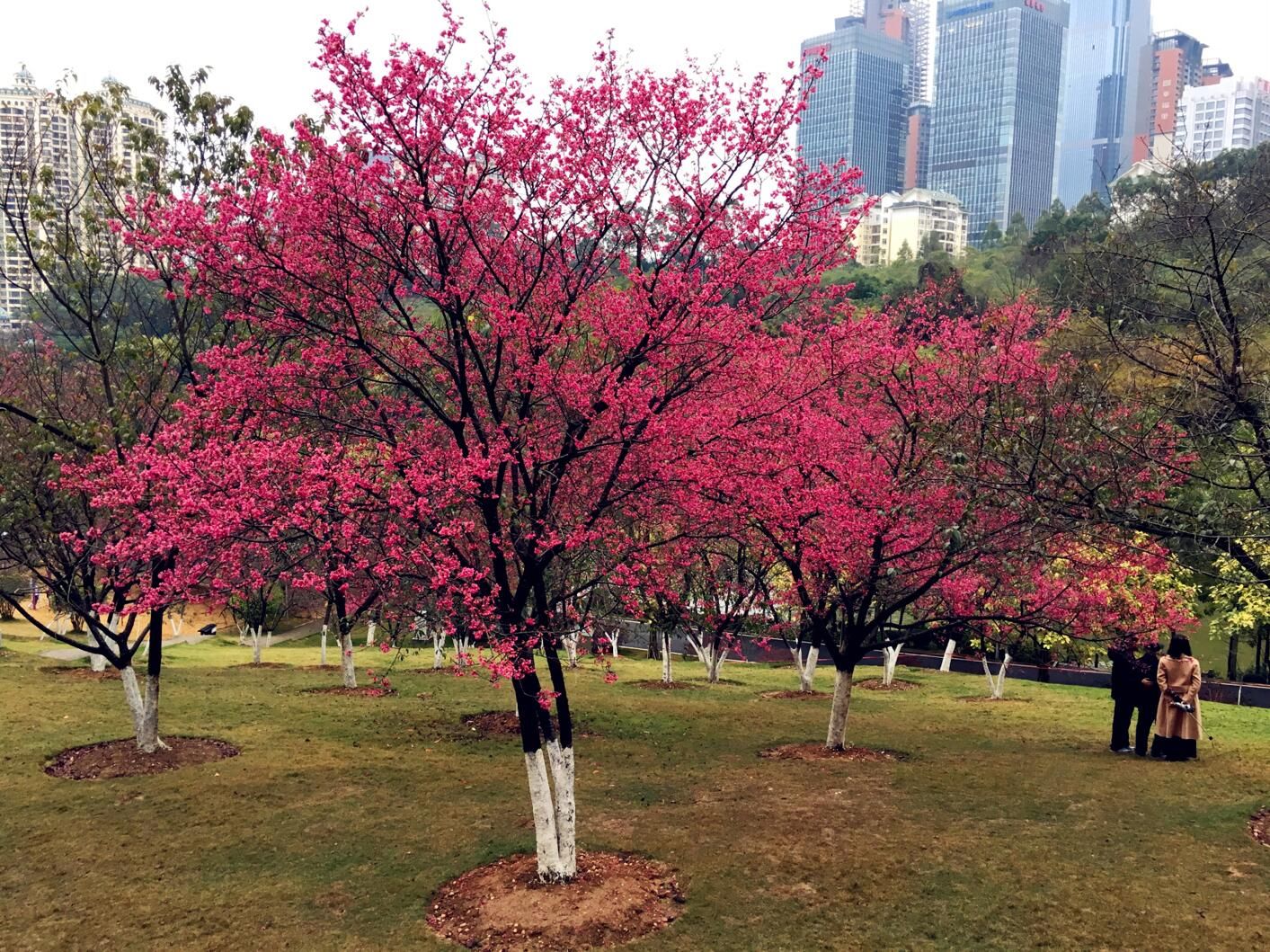 南宁石门森林公园山樱花绚丽绽放,惊艳了南宁