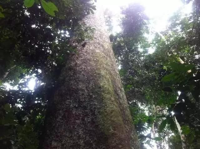 继美国之后,中国已成为全球最大原木进口国,足