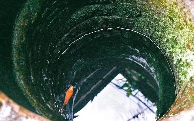 养鱼不挖鱼塘也能赚钱?他鱼一斤80元都抢着要