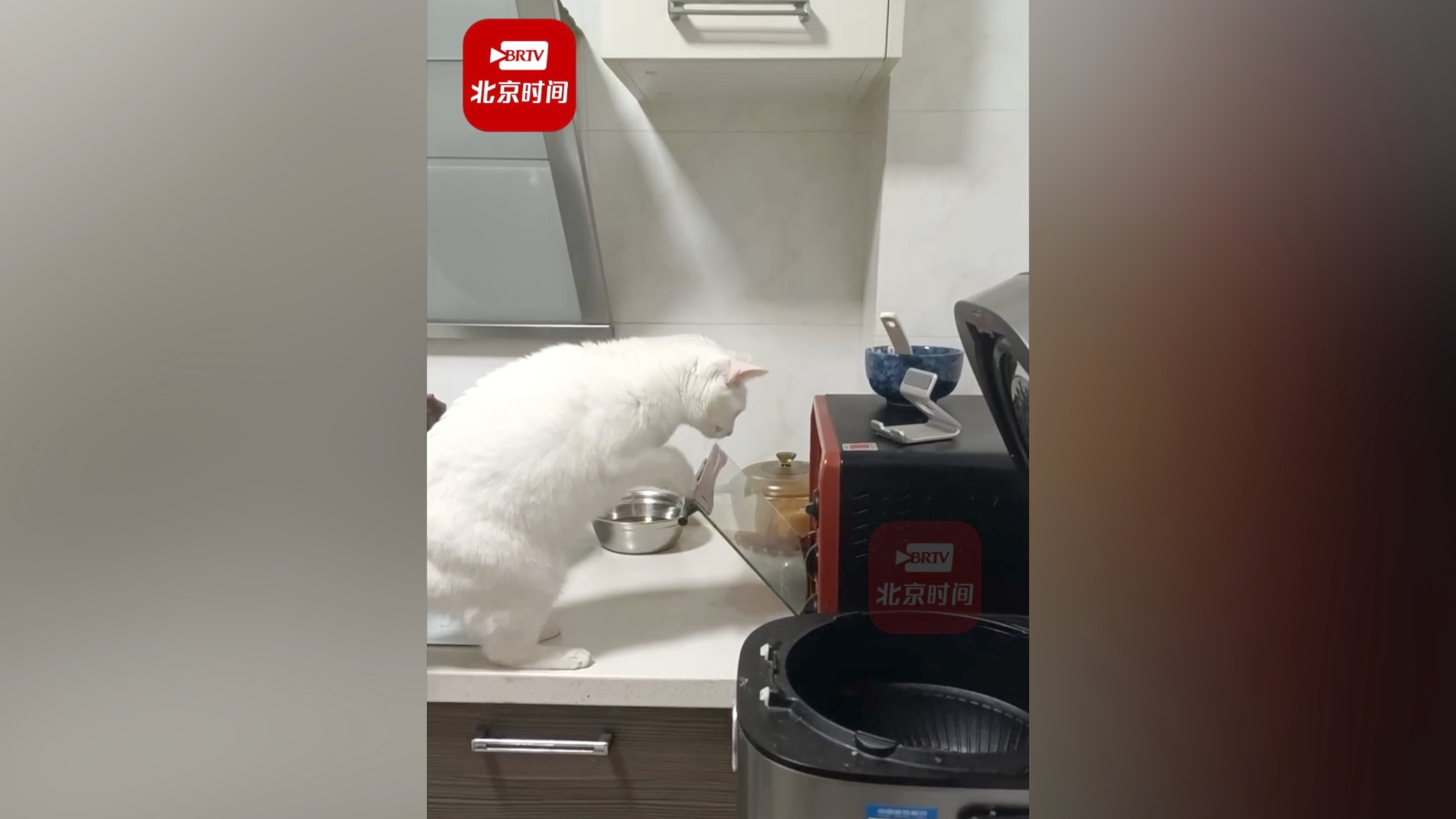 猫咪为吃虾偷学动作开烤箱 主人：之前开过微波炉，可爱又好玩