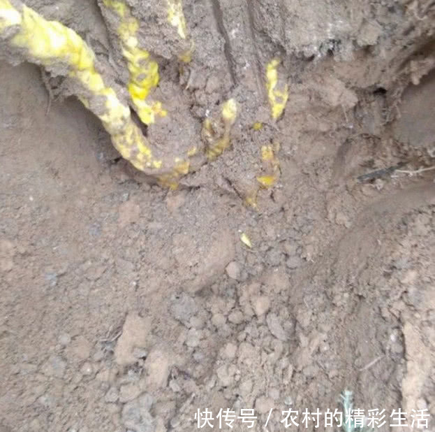 农村老汉地里挖到七条金蛇,专家称可以在上海