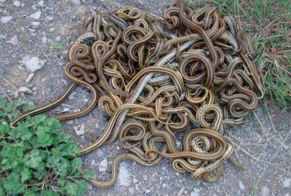 有人甚至在村子里面一次性放生上千条的蛇,这就打破了农村原有的生态