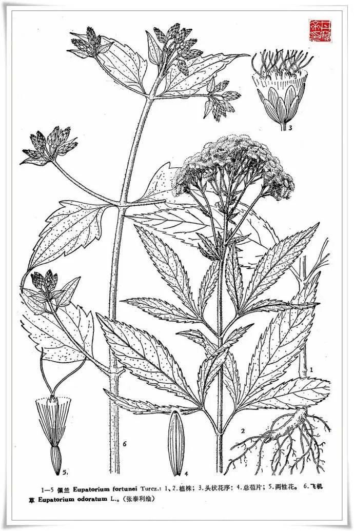 关于端午节的花草植物,你都知道哪些?