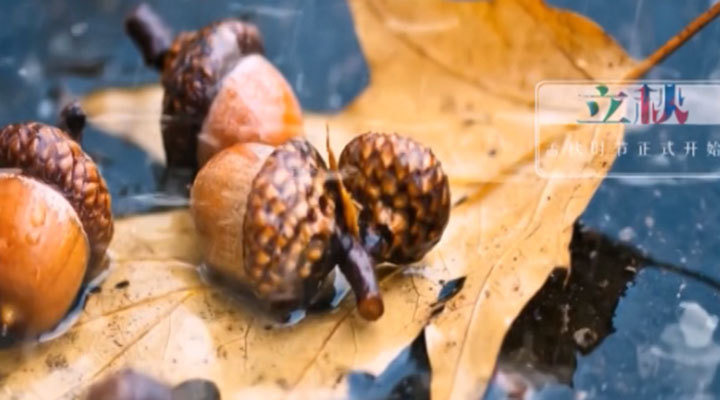 节气宣传ID-立秋节气宣传 节气宣传ID-立秋节气宣传