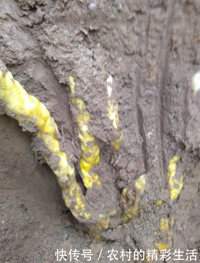 农村男子泥土里挖到7条金蛇,网友的话令他激