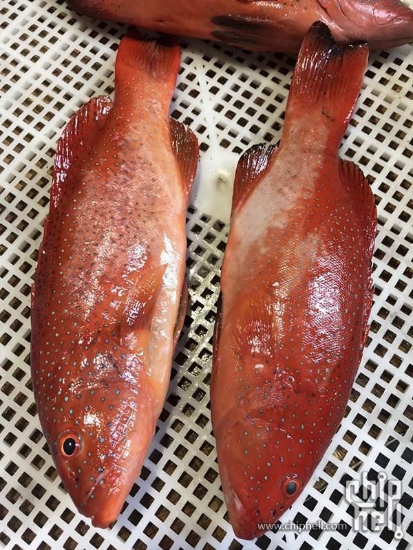 海鲜中的极品-东星斑,吃货们有口福啦!