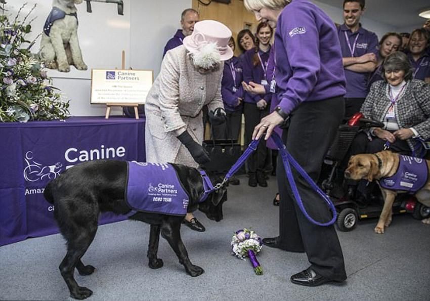 到位于西萨塞克斯的米德赫斯特(midhurst, west sussex)一家"狗狗伙伴
