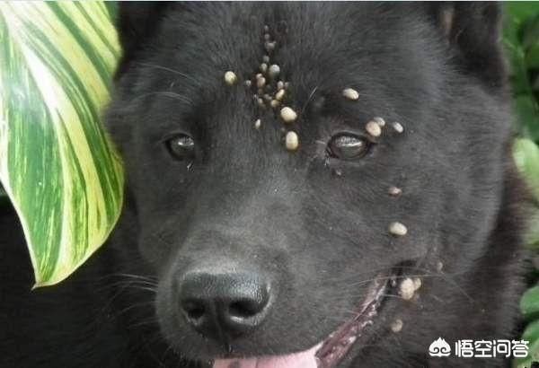 狗身上蜱虫怎么去除「狗身上蜱虫去除后狗会怎么样」