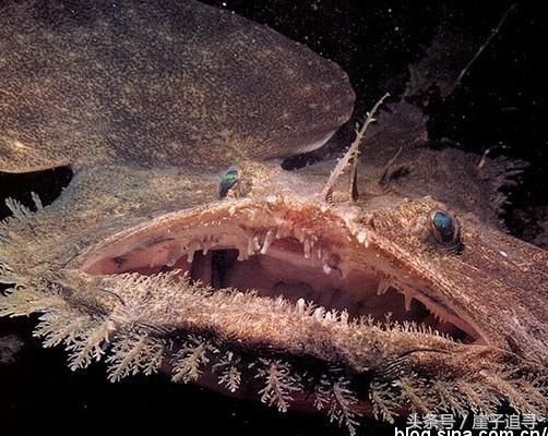 深海1万米巨型生物