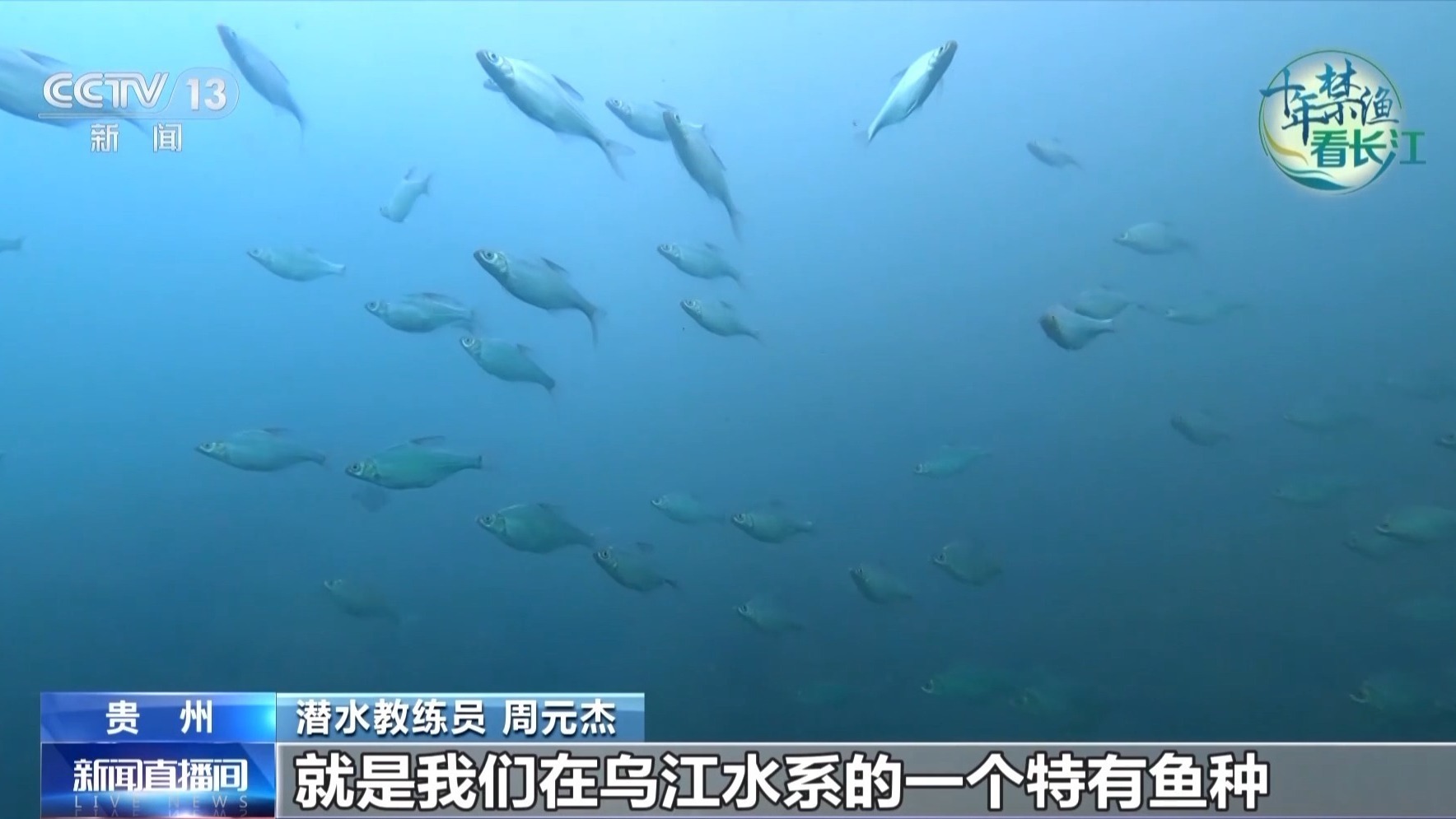 禁渔后乌江有何变化？潜水员视角带你看→